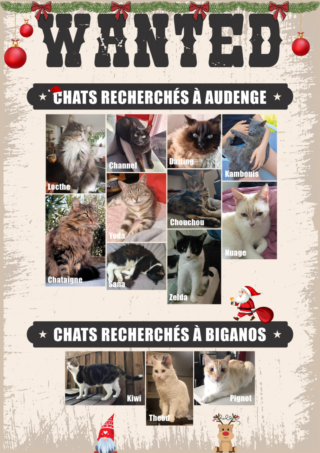 chats disparus à Audenge et Biganos sur le Bassin d'Arcachon